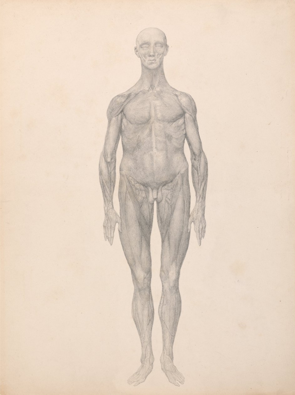 Comparative Anatomical Exposition: Human Figure, Anterior View, Skin and Underlying Fascial Layers Removed by George Stubbs