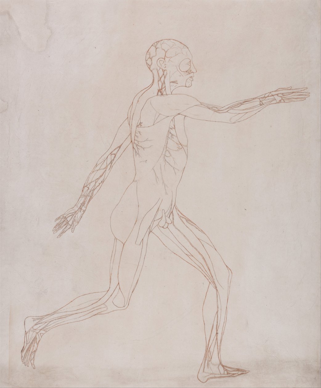 Human Figure, Lateral View by George Stubbs