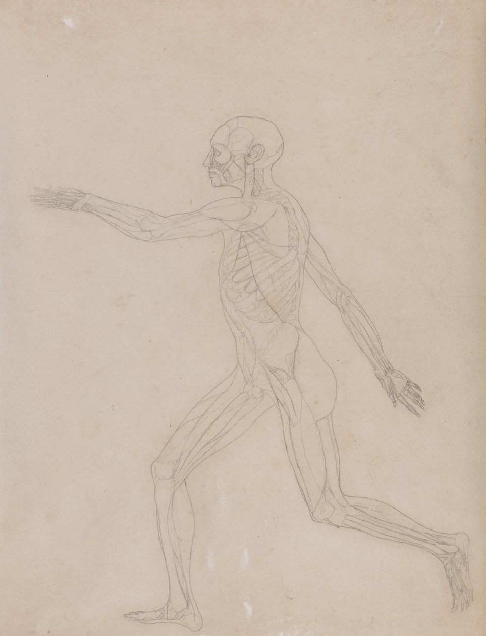 A Comparative Anatomical Exposition of the Structure of the Human Body with that of a Tiger and a Common Fowl: Human Figure, Lateral View by George Stubbs