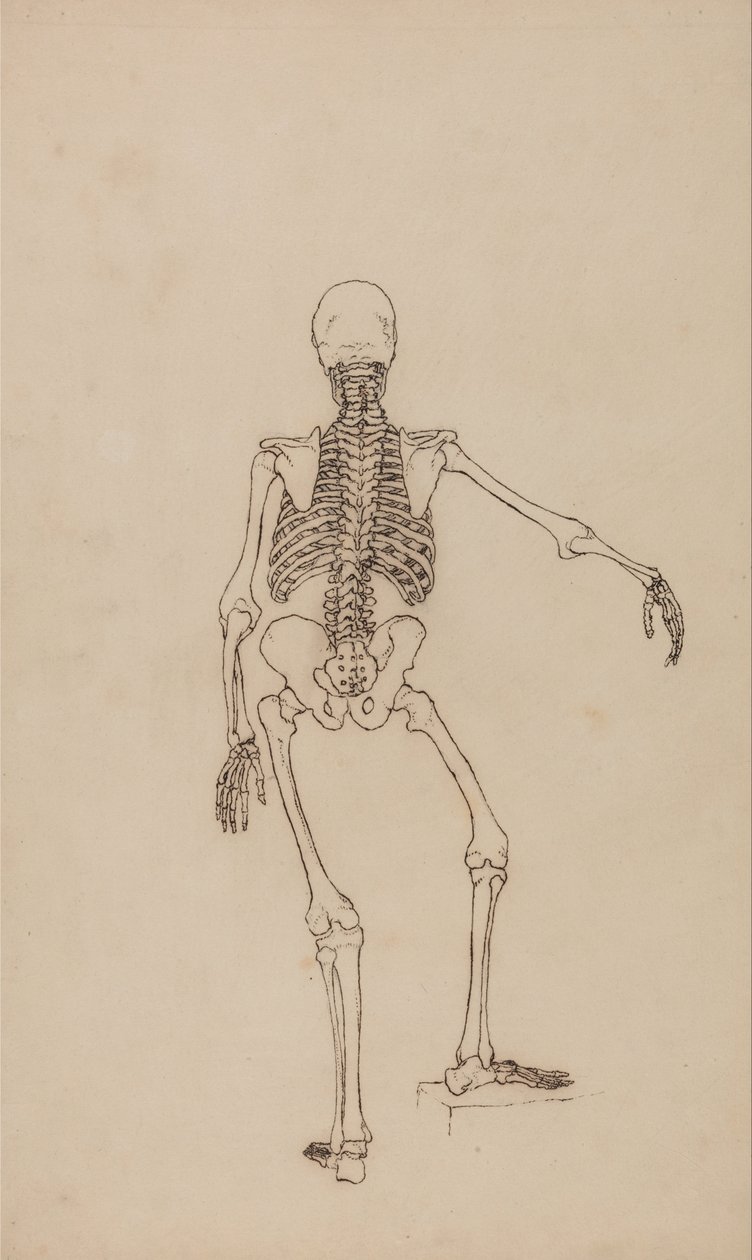Human Skeleton, Posterior View by George Stubbs