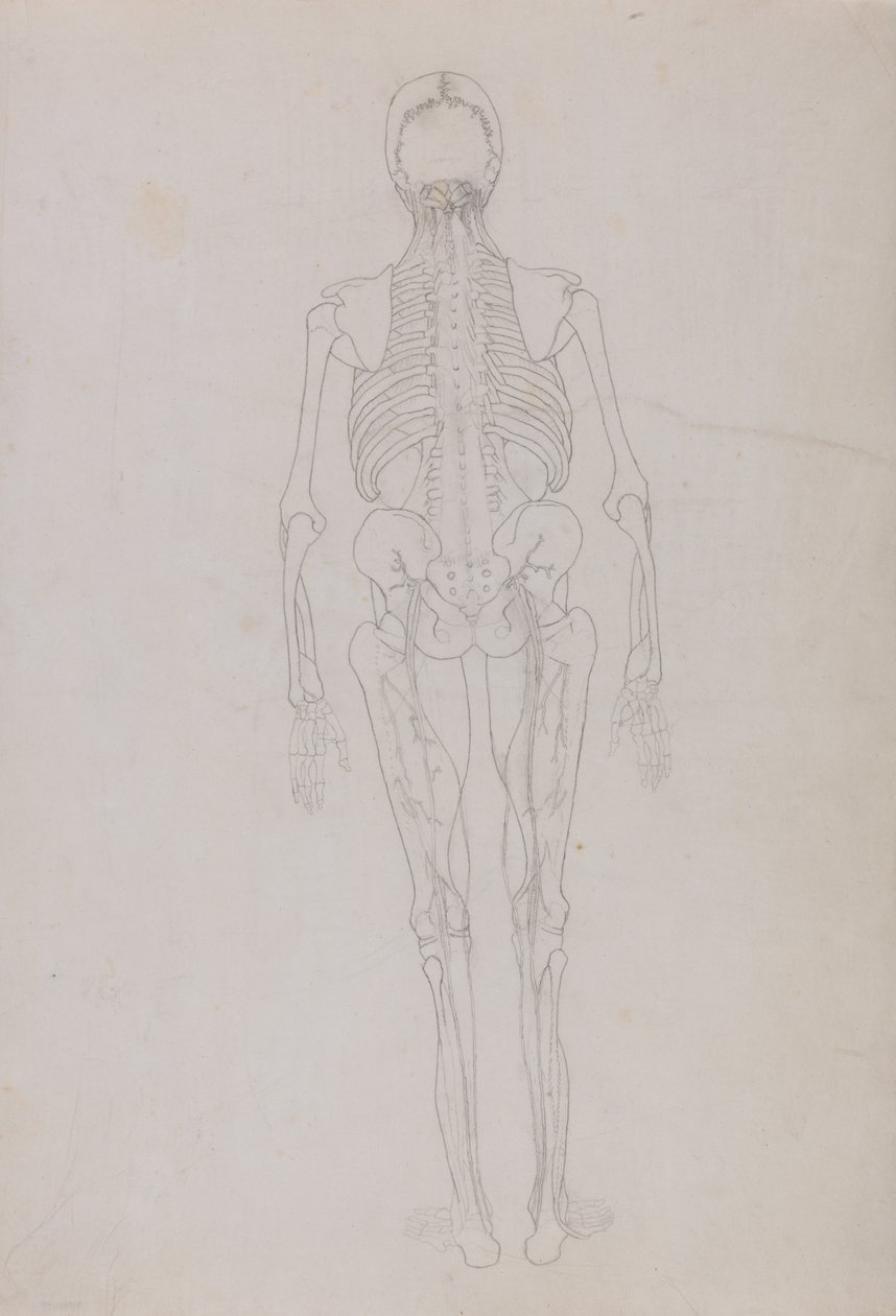 A Comparative Anatomical Exposition of the Structure of the Human Body with that of a Tiger and a Common Fowl: Human Figure, Posterior View by George Stubbs