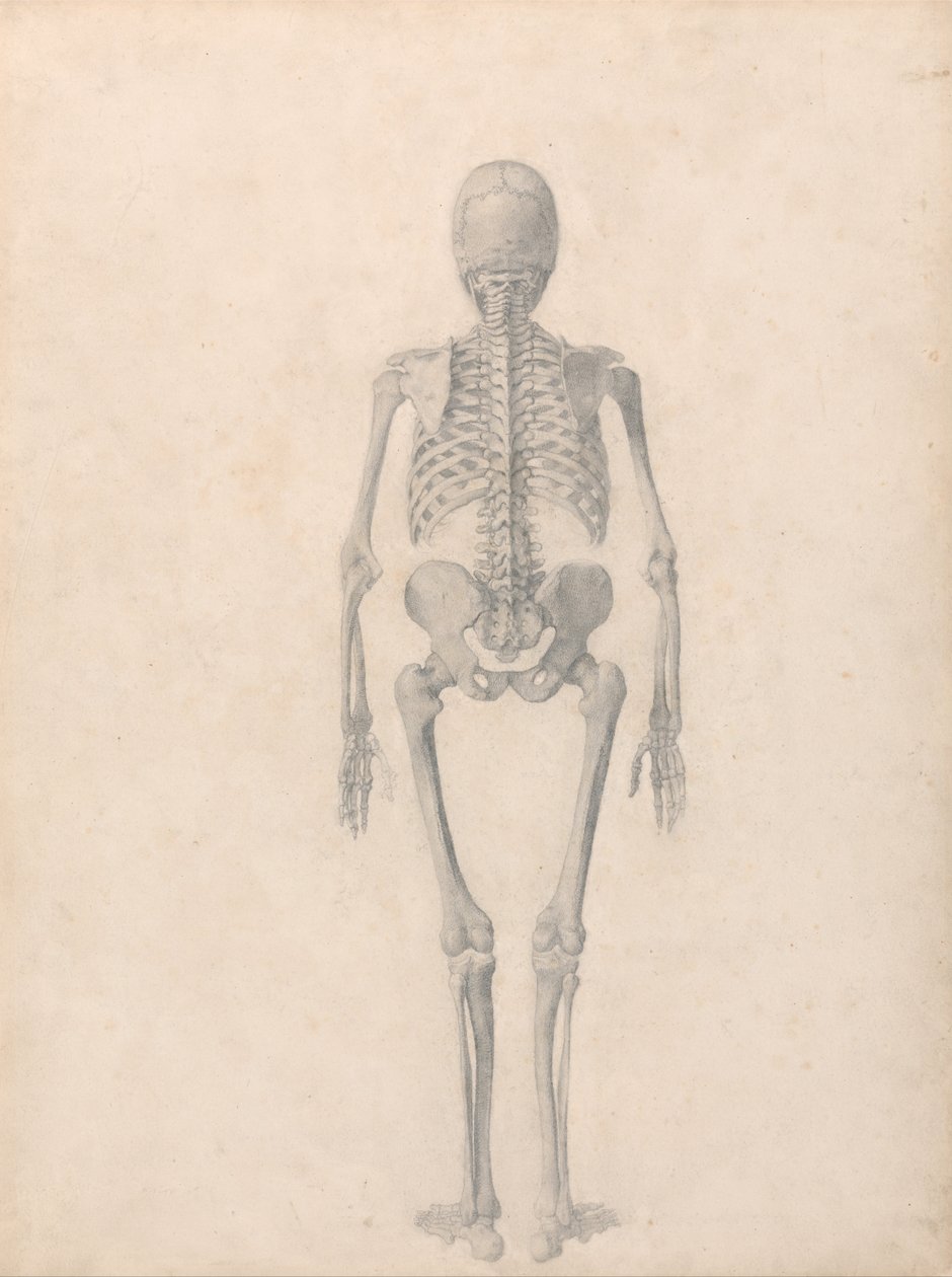 A Comparative Anatomical Exposition of the Structure of the Human Body with that of a Tiger and a Common Fowl: Human Skeleton, Posterior View (Finished Study for Table II) by George Stubbs