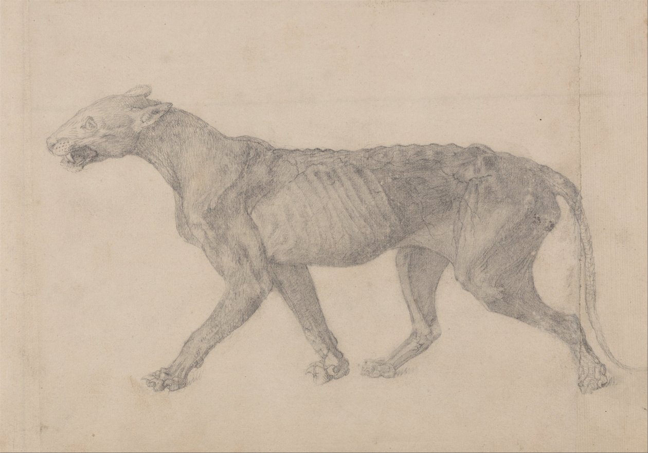 Tiger Body, Lateral View (First of nine drawings of another specimen of tiger) by George Stubbs
