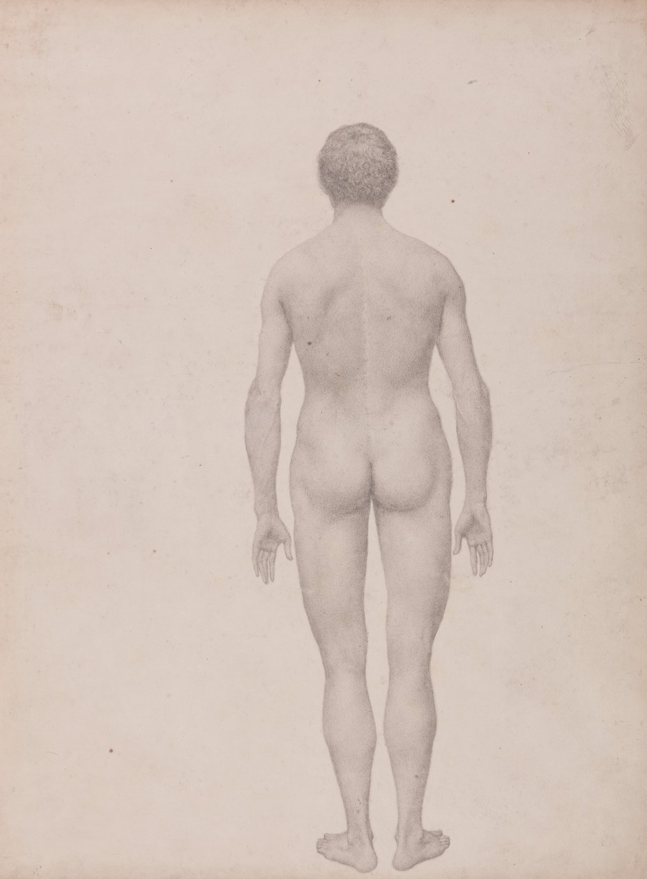 Human Figure, Posterior View, Undissected (Finished Study for Table VII) by George Stubbs