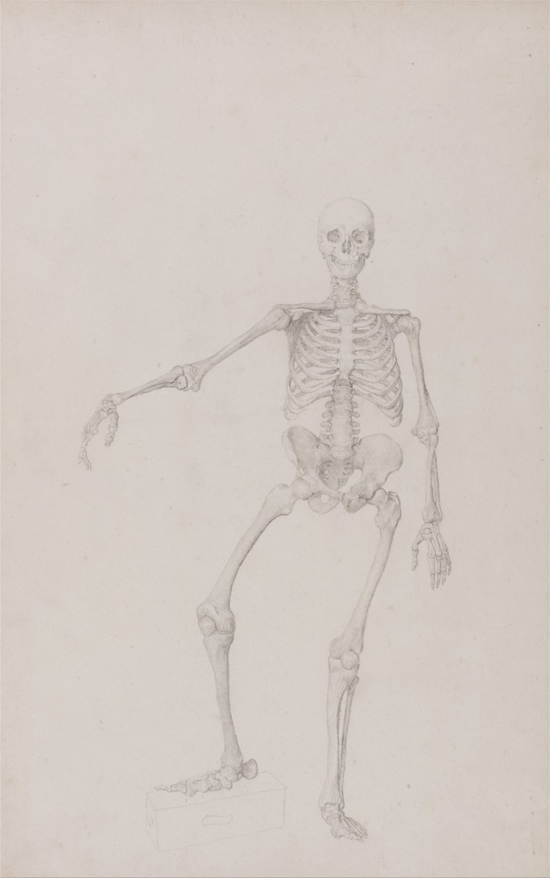 Human Skeleton, Anterior View (Right Arm Outstretched; finished study for unpublished table) by George Stubbs