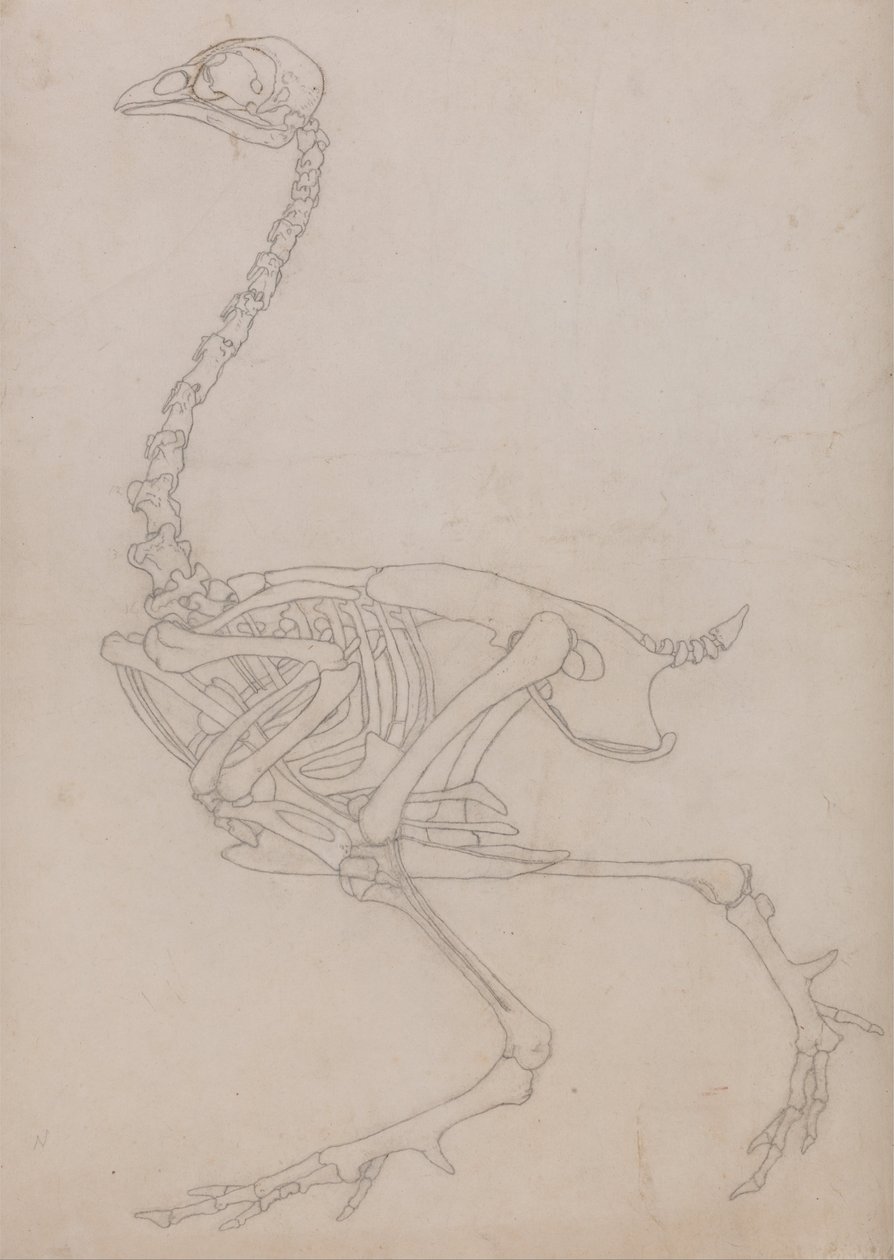 Fowl Skeleton, Lateral View (Outline drawing of the skeleton prepared for the key figure to Table V) by George Stubbs