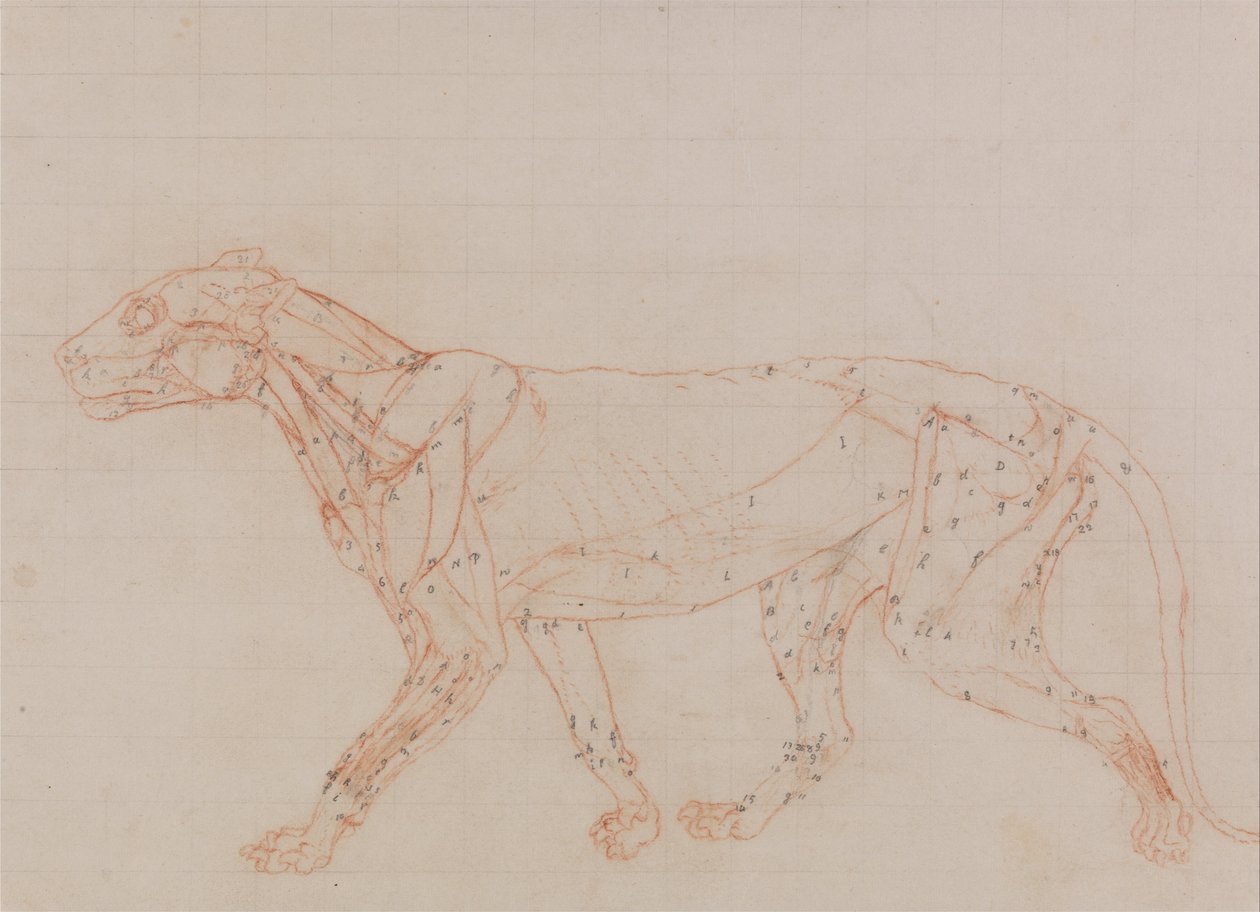 Tiger Body, Lateral View (Study of the muscles exposed at the third stage of dissection) by George Stubbs