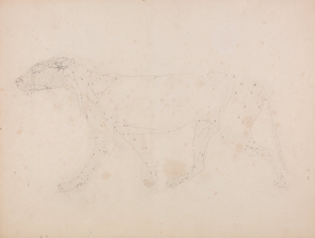 Tiger Body, Lateral View (Study of the muscles for the key figure to Table IX) by George Stubbs