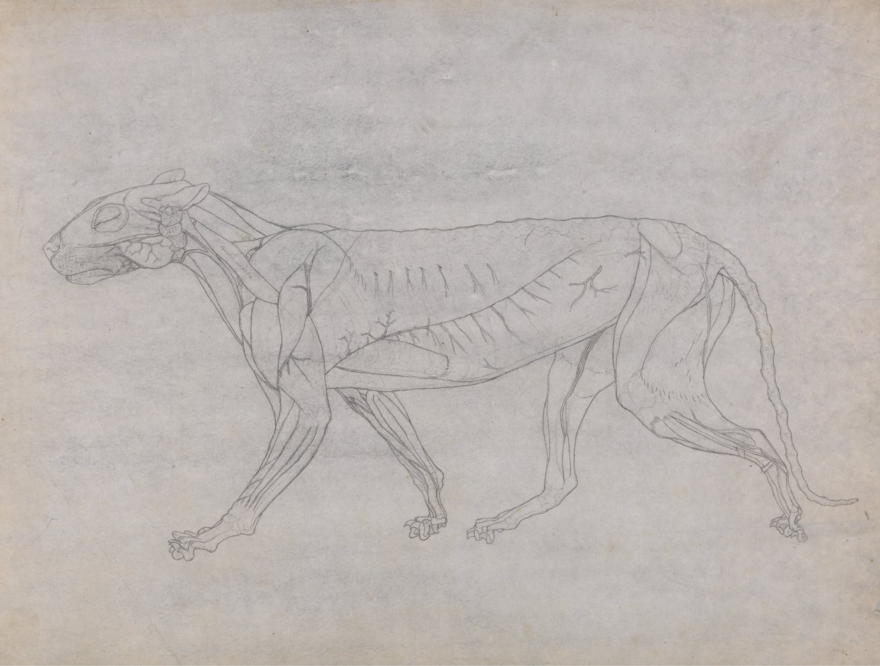 Tiger Body, Lateral View by George Stubbs