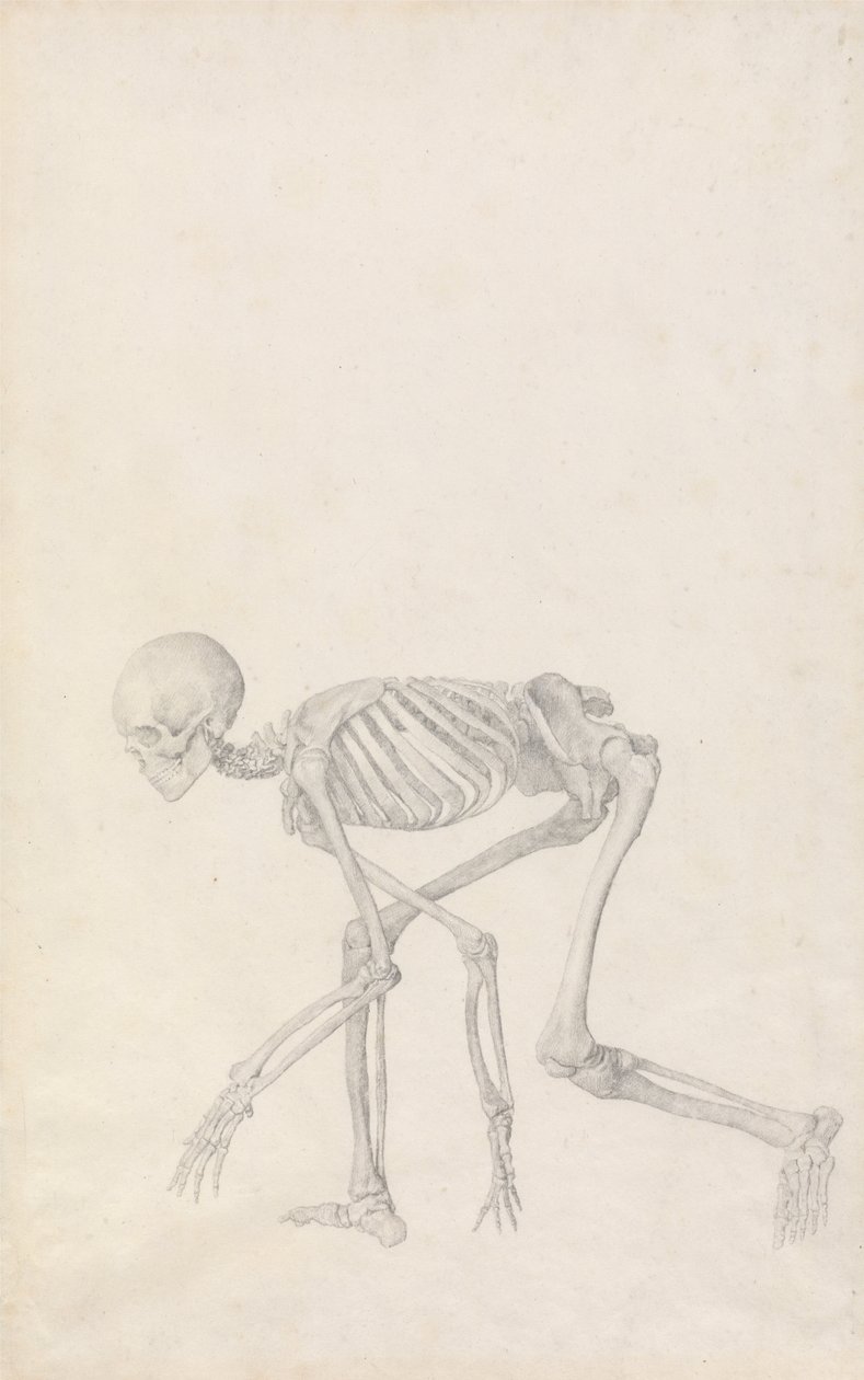 Human Skeleton, Lateral View (in Crouching Posture) by George Stubbs