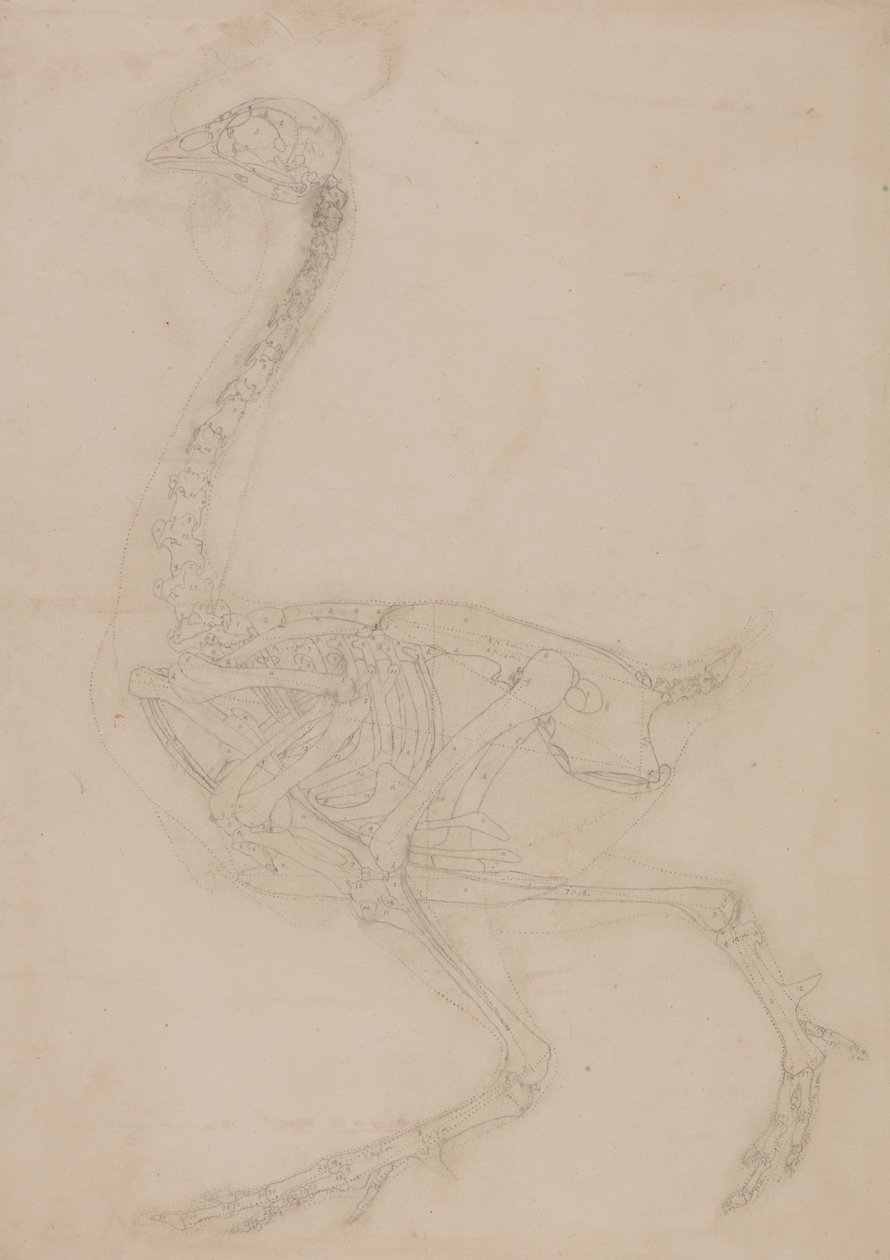 Fowl Skeleton, Lateral View by George Stubbs