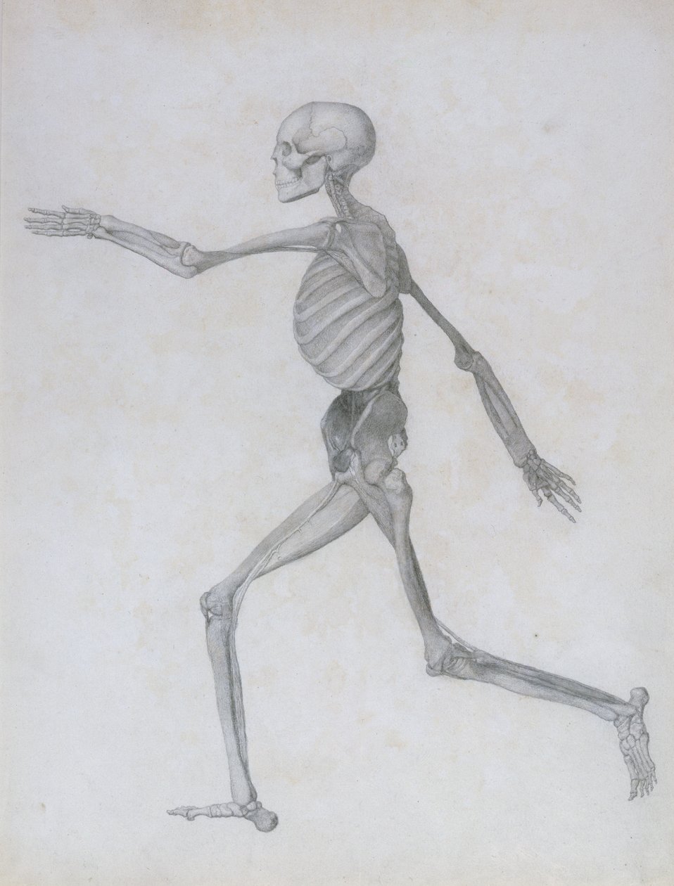 A Comparative Anatomical Exposition of the Structure of the Human Body with that of a Tiger and a Common Fowl: Human Figure, Lateral View, 1795-1806 by George Stubbs