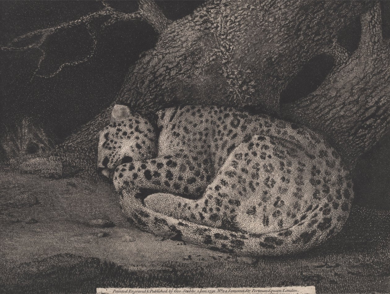 A Sleeping Leopard (engraved by the artist) by George Stubbs