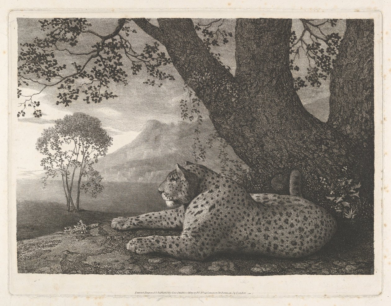 A Tyger (A Recumbent Leopard by a Tree) by George Stubbs