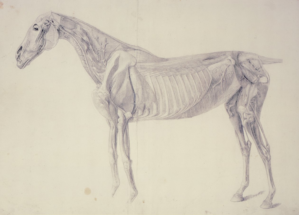 Diagram from The Anatomy of the Horse by George Stubbs