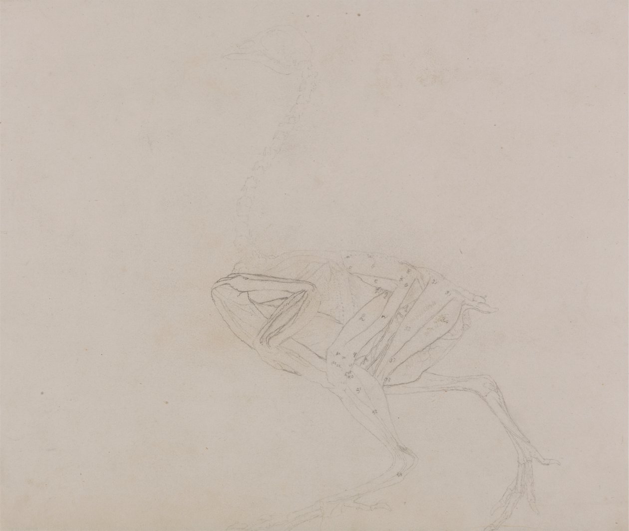 Dorking Hen Body, Lateral View (Study of the muscles of the body and limbs at a later stage of dissection) by George Stubbs