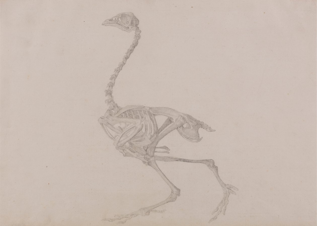 Dorking Hen Skeleton, Lateral View (Finished study for an unpublished table) by George Stubbs