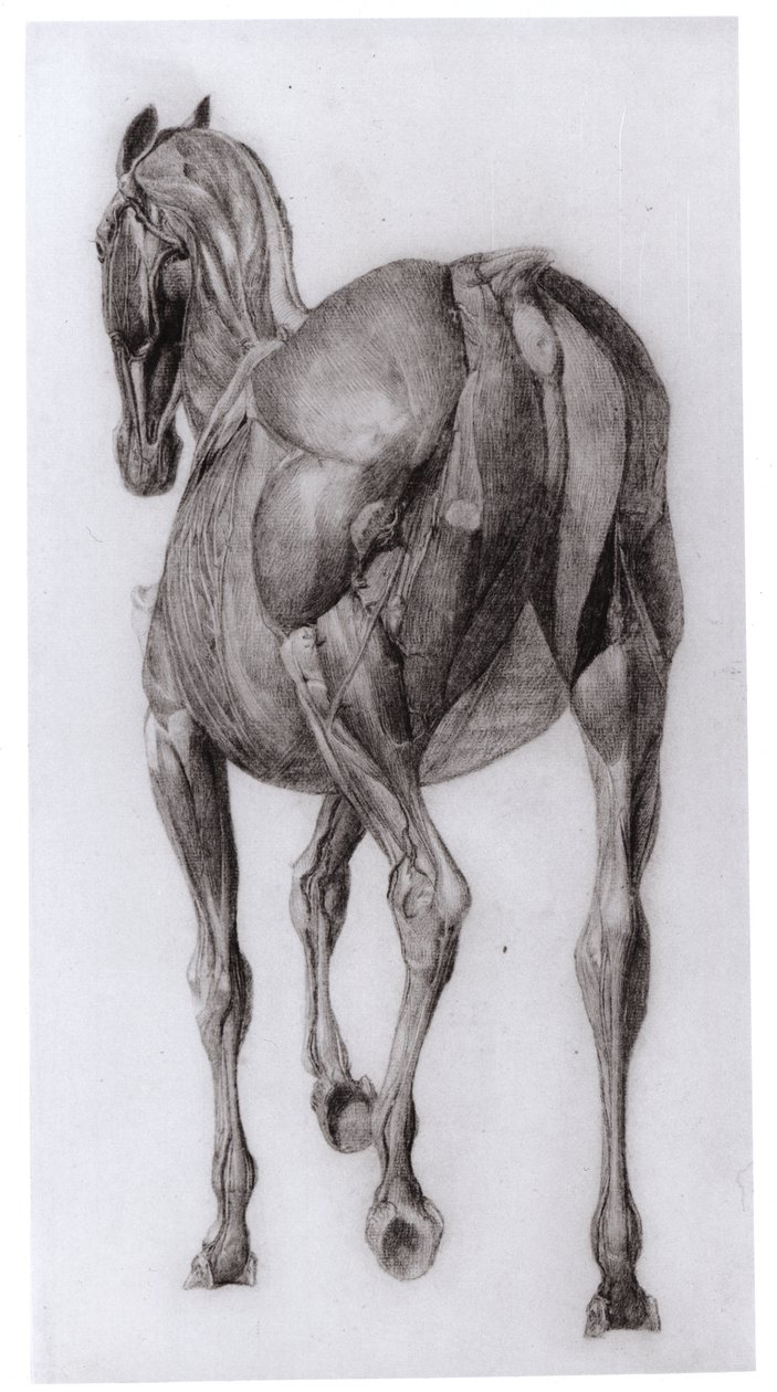 Dorsal View of the Muscle Structure of a Progressively Dissected Horse, Study No. 7 from The Anatomy of the Horse, 1766 by George Stubbs