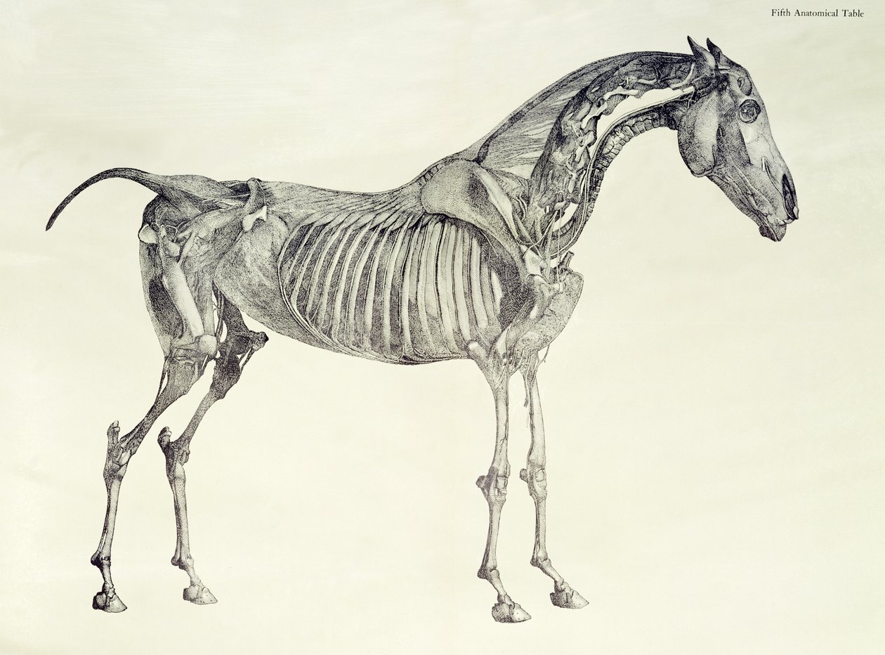 Fifth Anatomical Table, from 