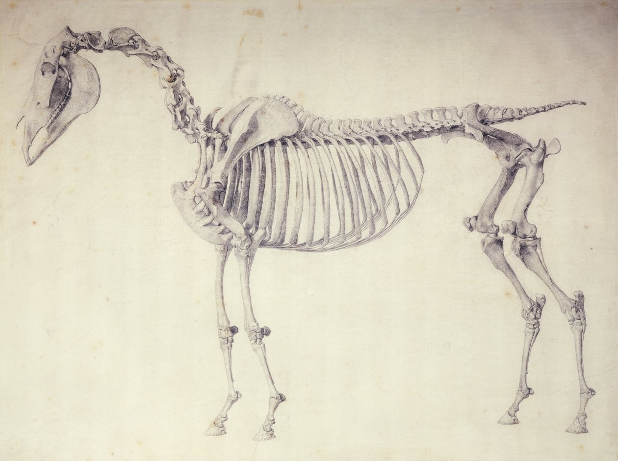 Fifth Anatomical Table, from 