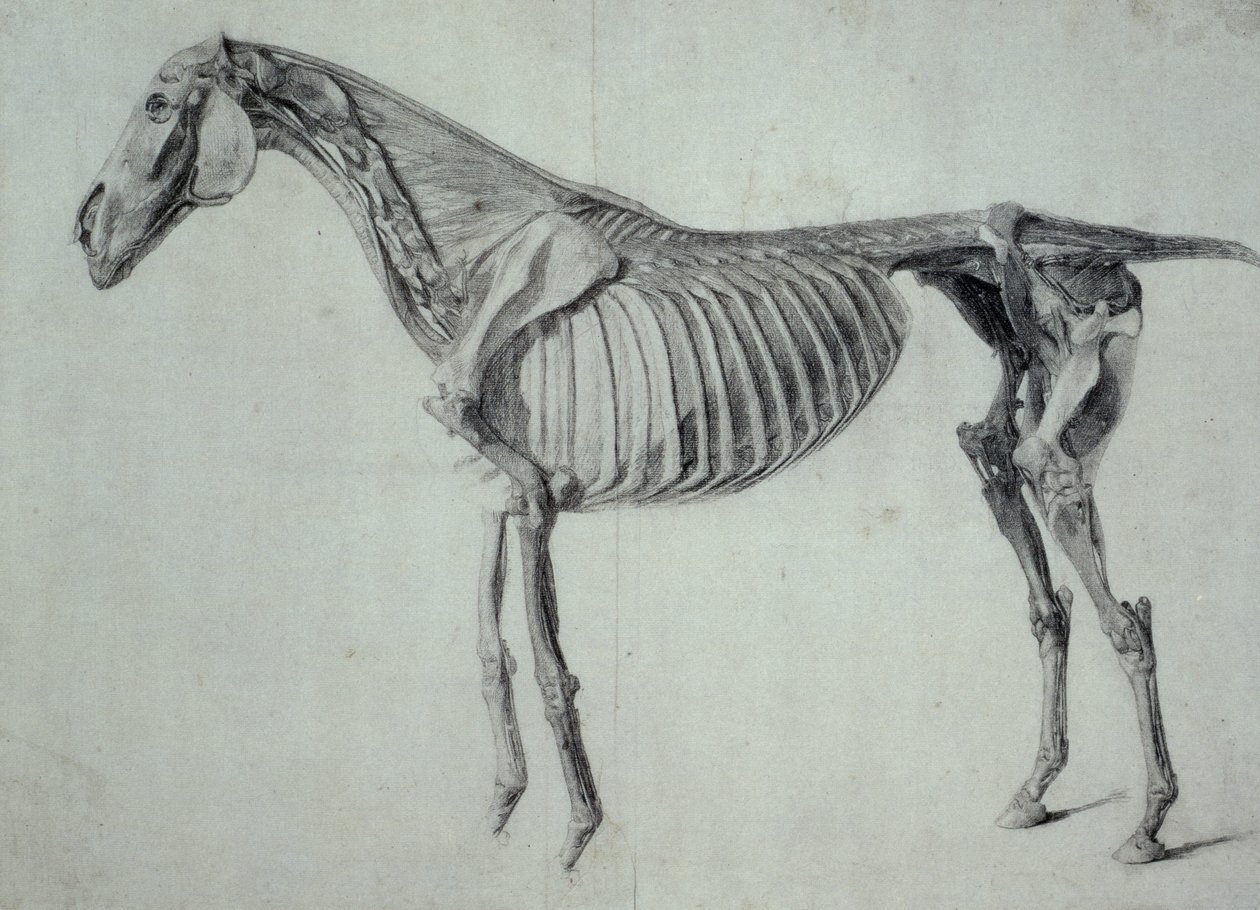 Finished Study for the Fifth Anatomical Table of a Horse by George Stubbs