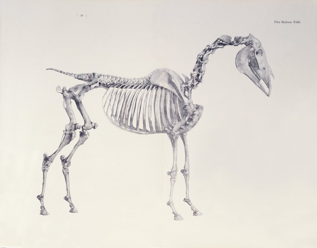 First Skeleton Table, from 