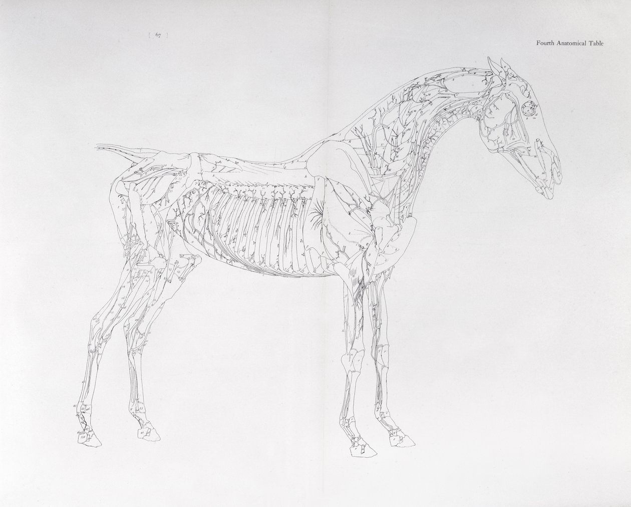 Fourth Anatomical Table (from 