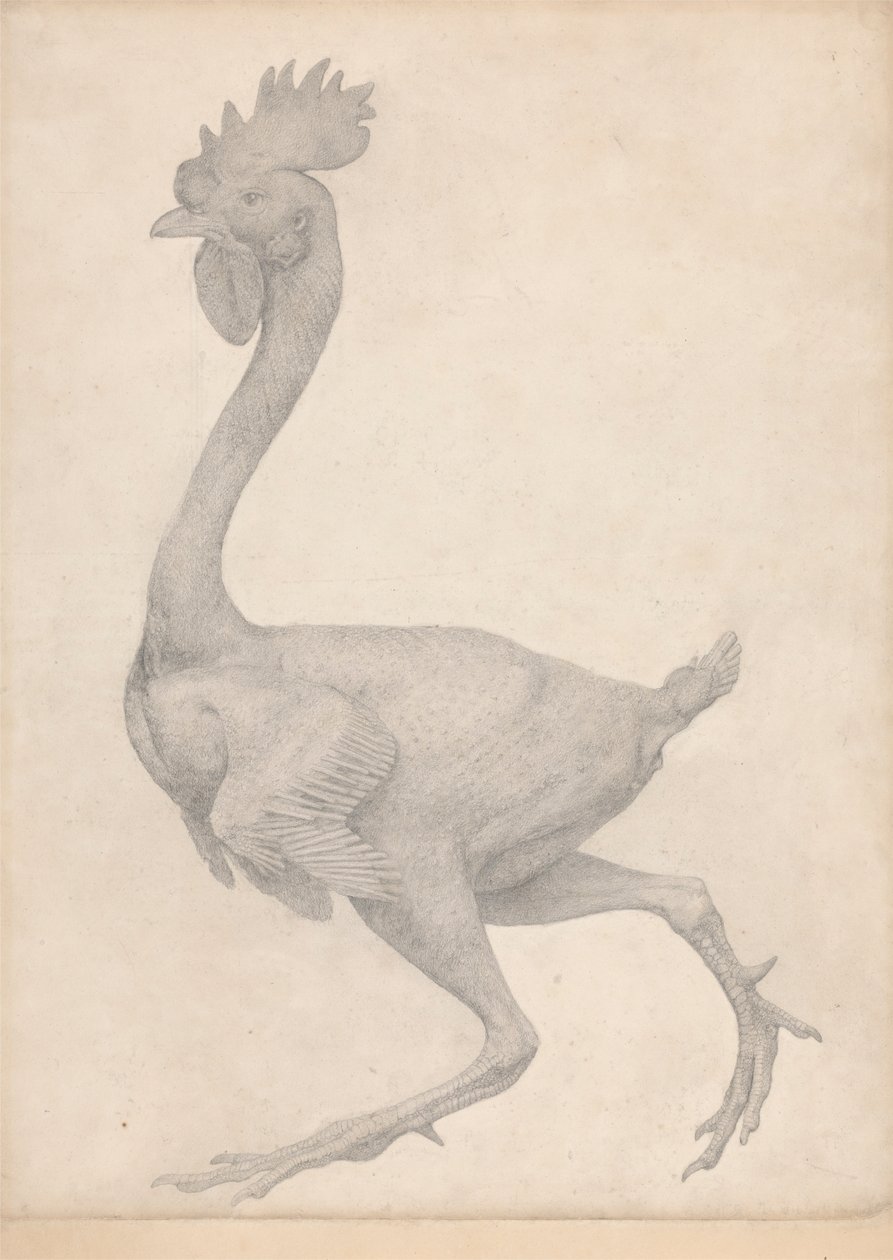 Fowl, Lateral View with Most Feathers Removed (Finished Study for Table X) by George Stubbs
