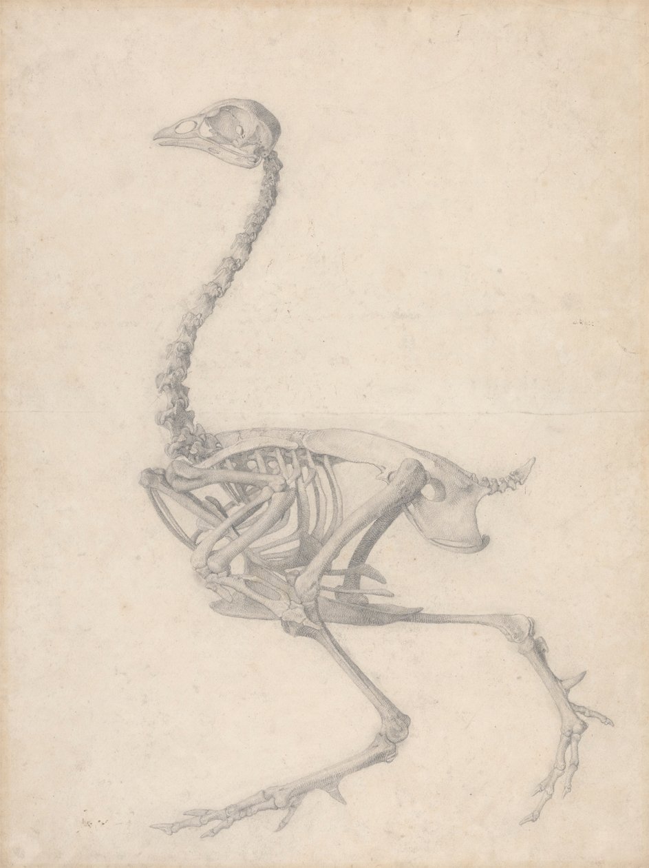 Fowl Skeleton, Lateral View by George Stubbs