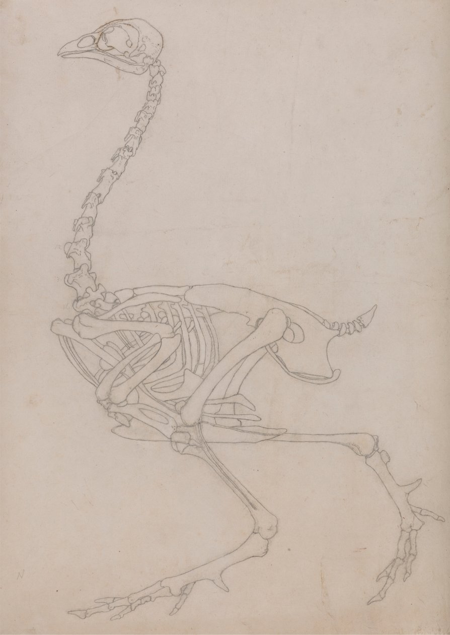 Fowl Skeleton, Lateral View by George Stubbs