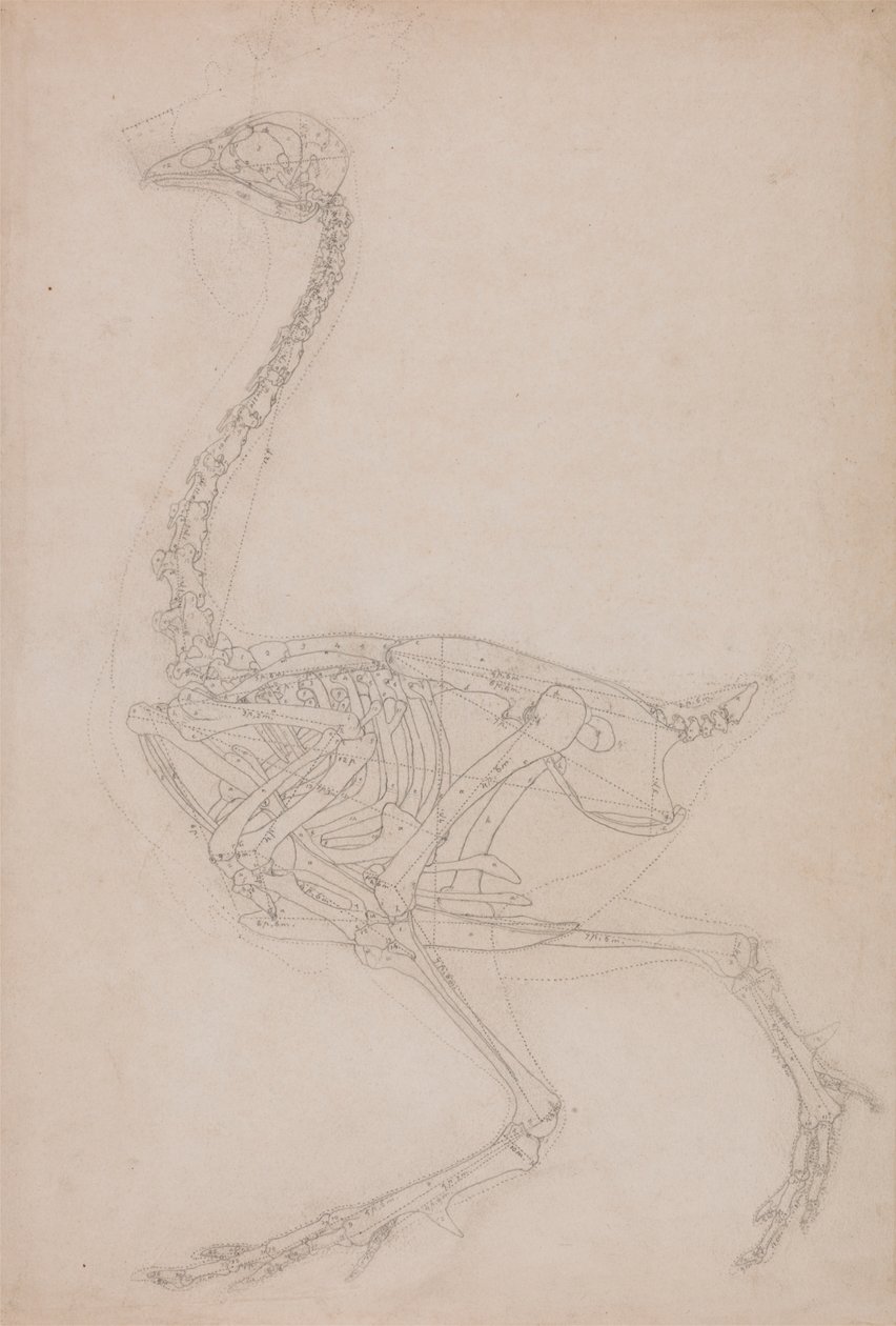 Fowl Skeleton, Lateral View by George Stubbs