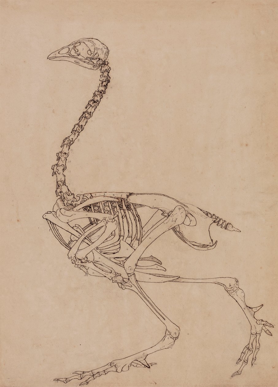 Fowl Skeleton, Lateral View by George Stubbs