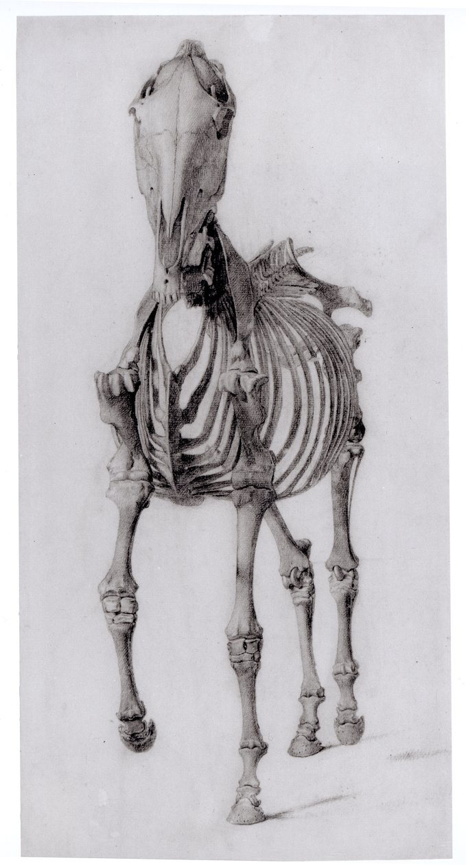 Frontal View of the Skeleton of a Horse, Study No. 10 from The Anatomy of the Horse, 1766 by George Stubbs
