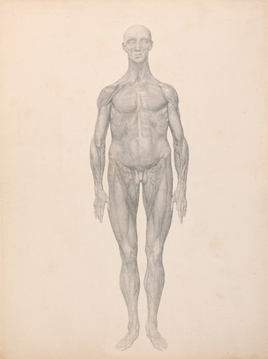 Human Figure, Anterior View, Skin and Underlying Fascial Layers Removed (Finished Study) by George Stubbs