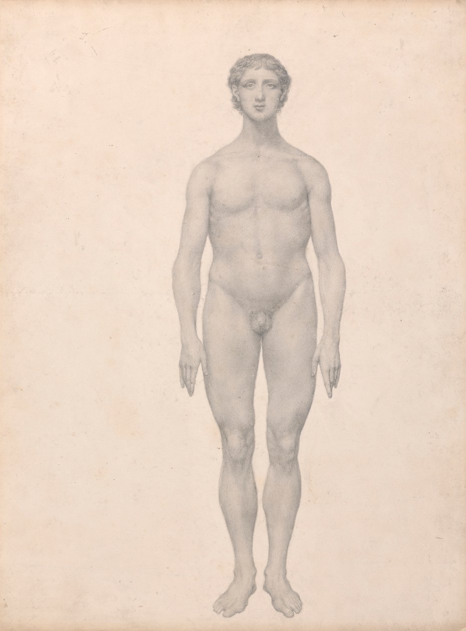Human Figure, Anterior View by George Stubbs