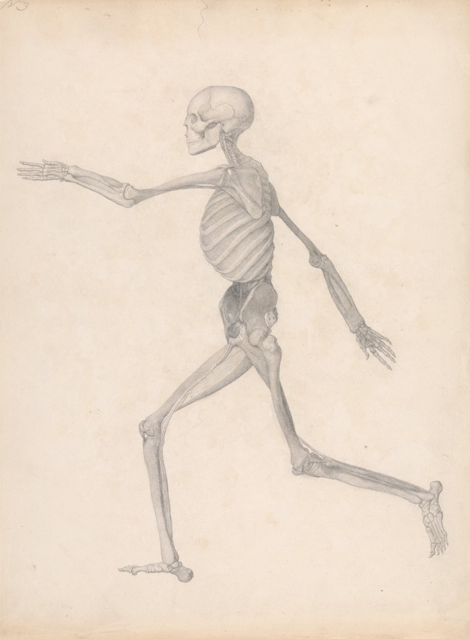 Human Figure, Lateral View by George Stubbs