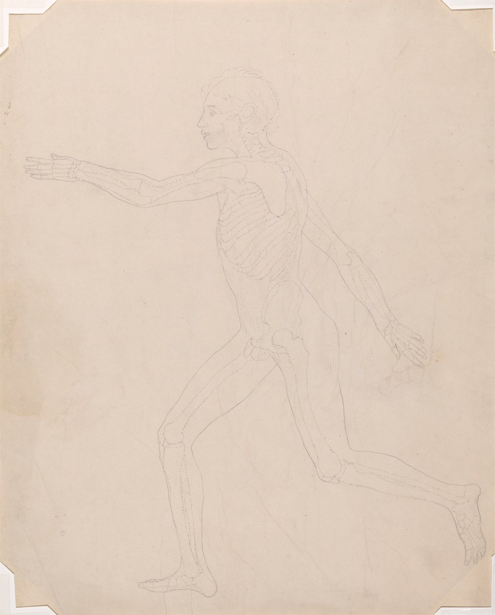 Human Figure, Lateral View by George Stubbs
