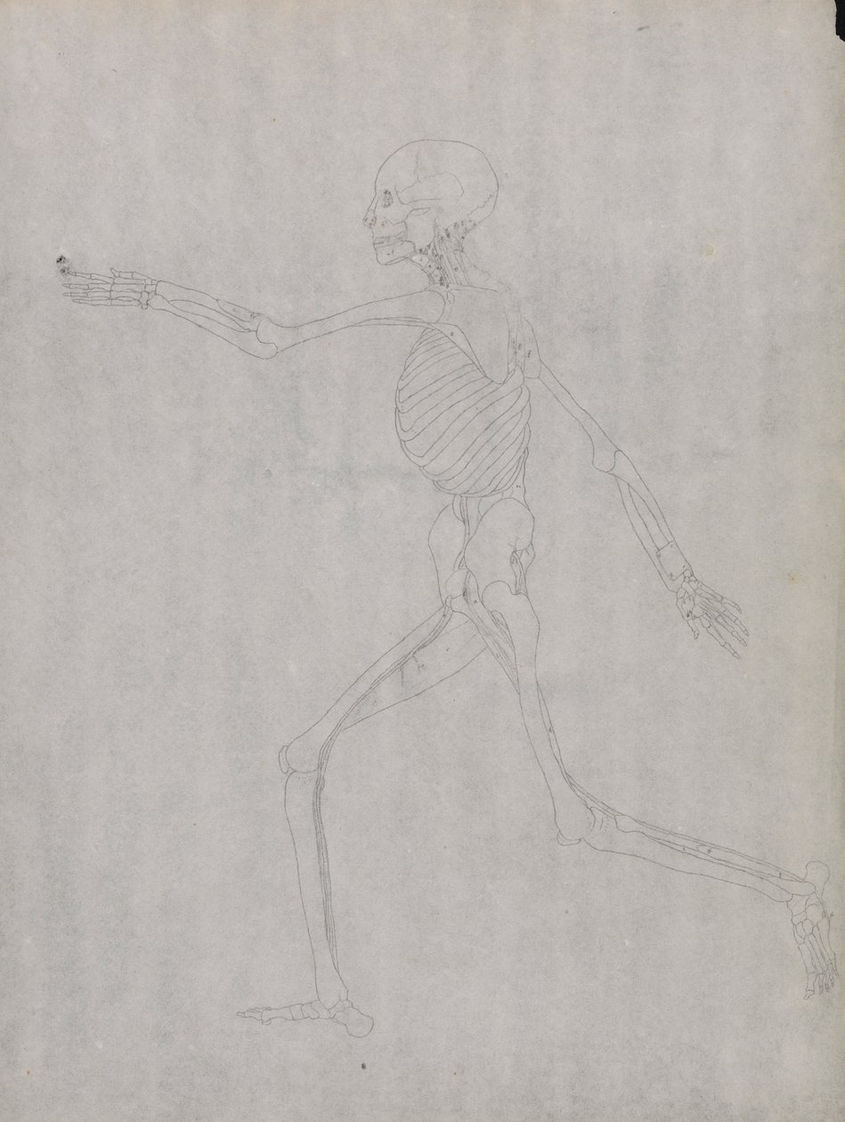 Human Figure, Lateral View by George Stubbs