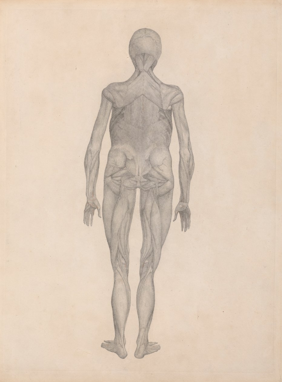 Human Figure, Posterior View by George Stubbs