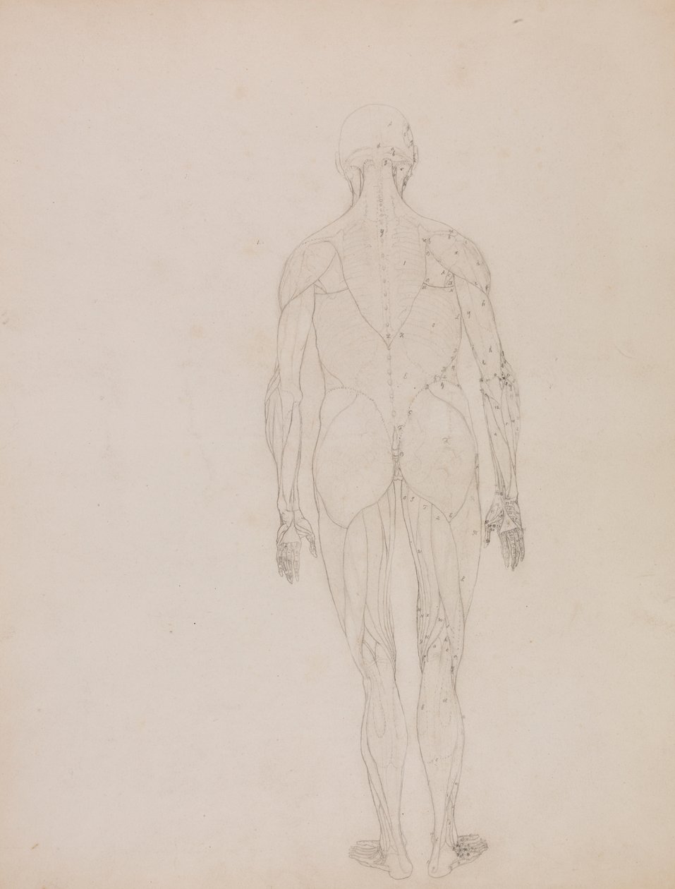 Human Figure, Posterior View by George Stubbs