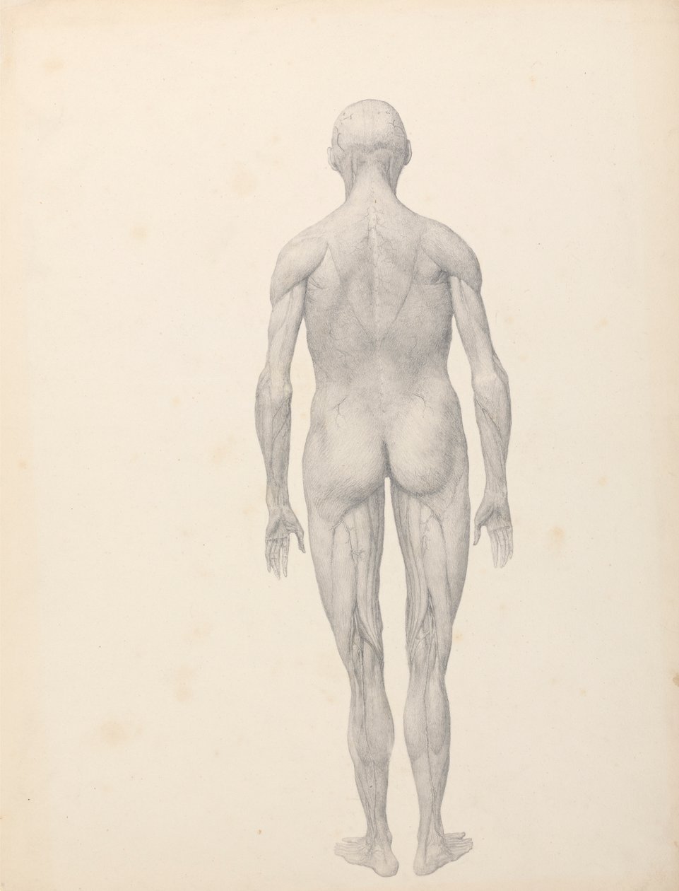 Human Figure, Posterior View, Partially Dissected (Finished Study for Table XII) by George Stubbs