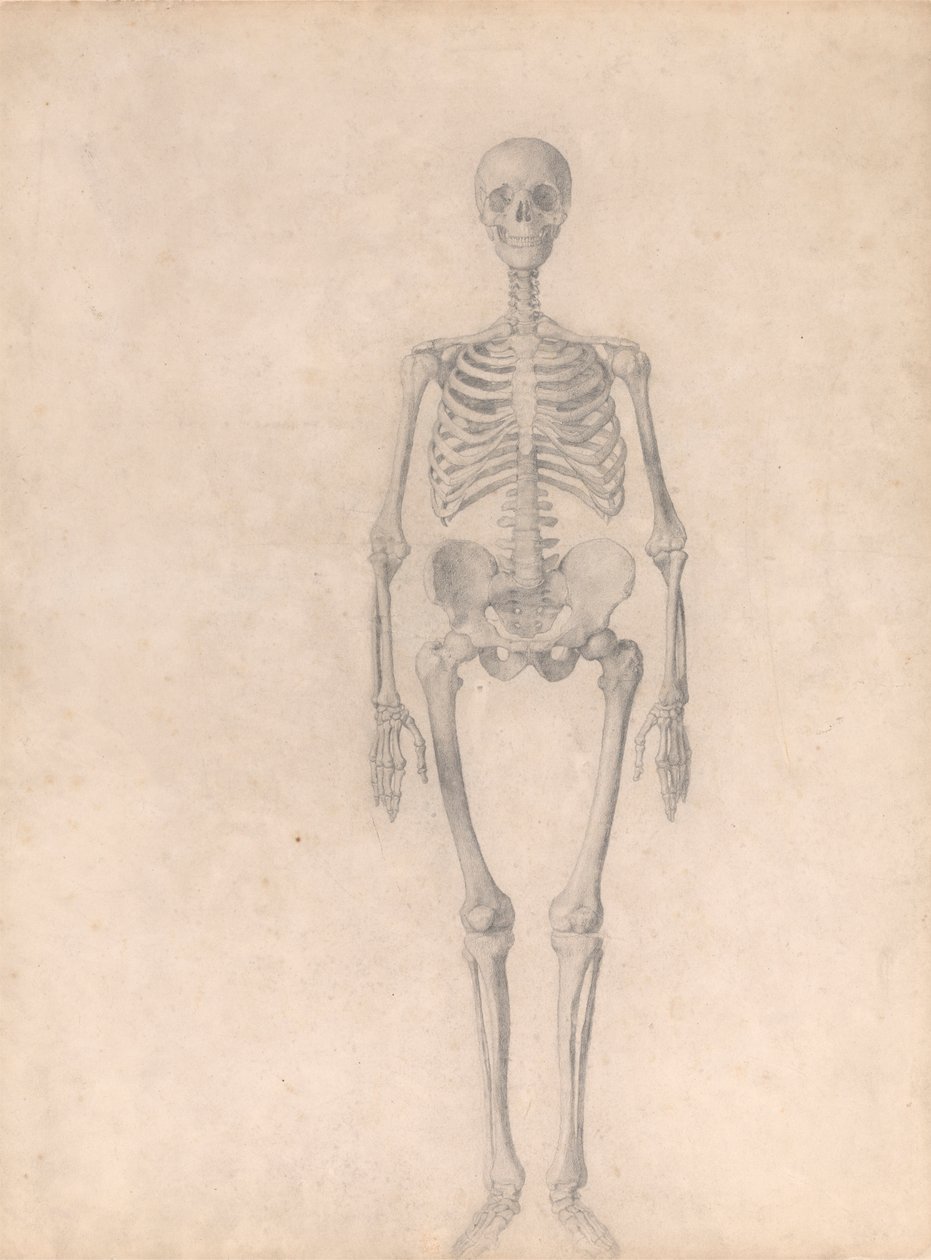 Human Skeleton, Anterior View by George Stubbs