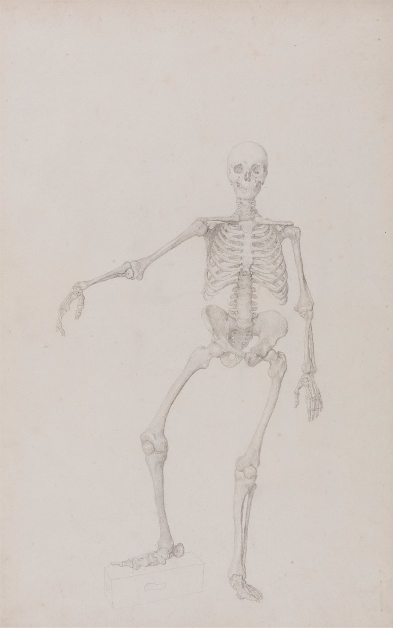 Human Skeleton, Anterior View by George Stubbs