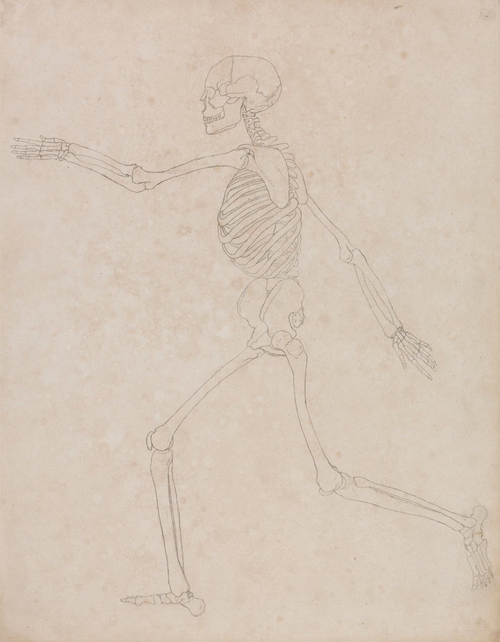 Human Skeleton, Lateral View by George Stubbs