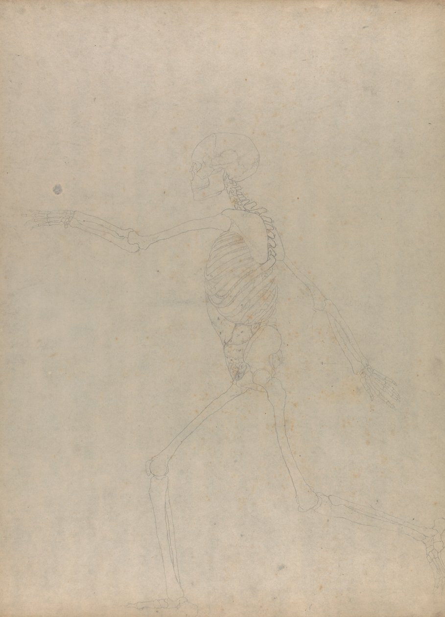 Human Skeleton, Lateral View (Study for a Key Figure to an Unpublished Table Showing the Abdominal Viscera) by George Stubbs