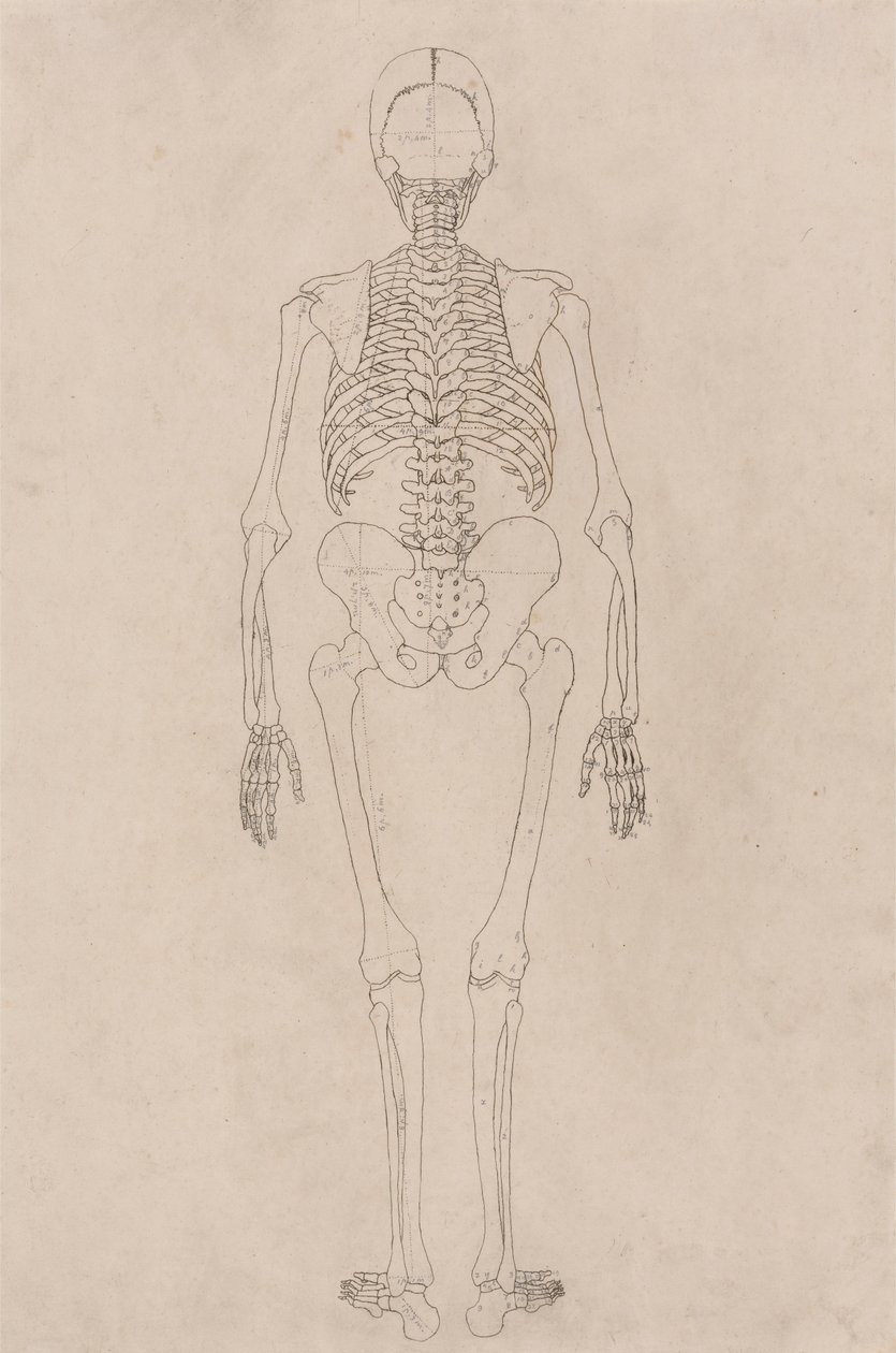 Human Skeleton, Posterior View (Relates to Table II) by George Stubbs