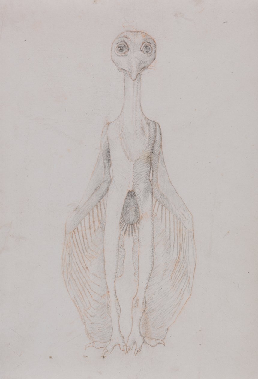 Owl Standing, Anterior View by George Stubbs