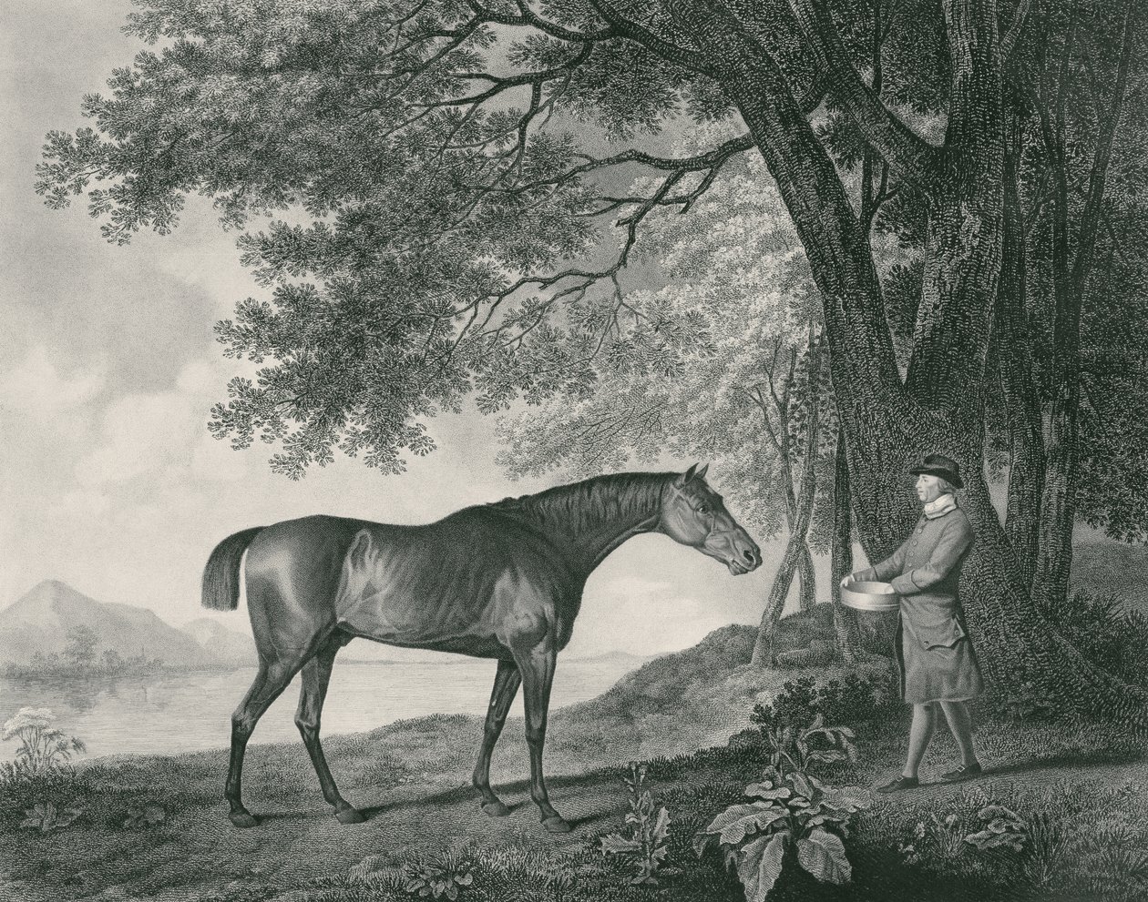 Sharke, engraved by George Townley Stubbs, pub. 1794 by George Stubbs