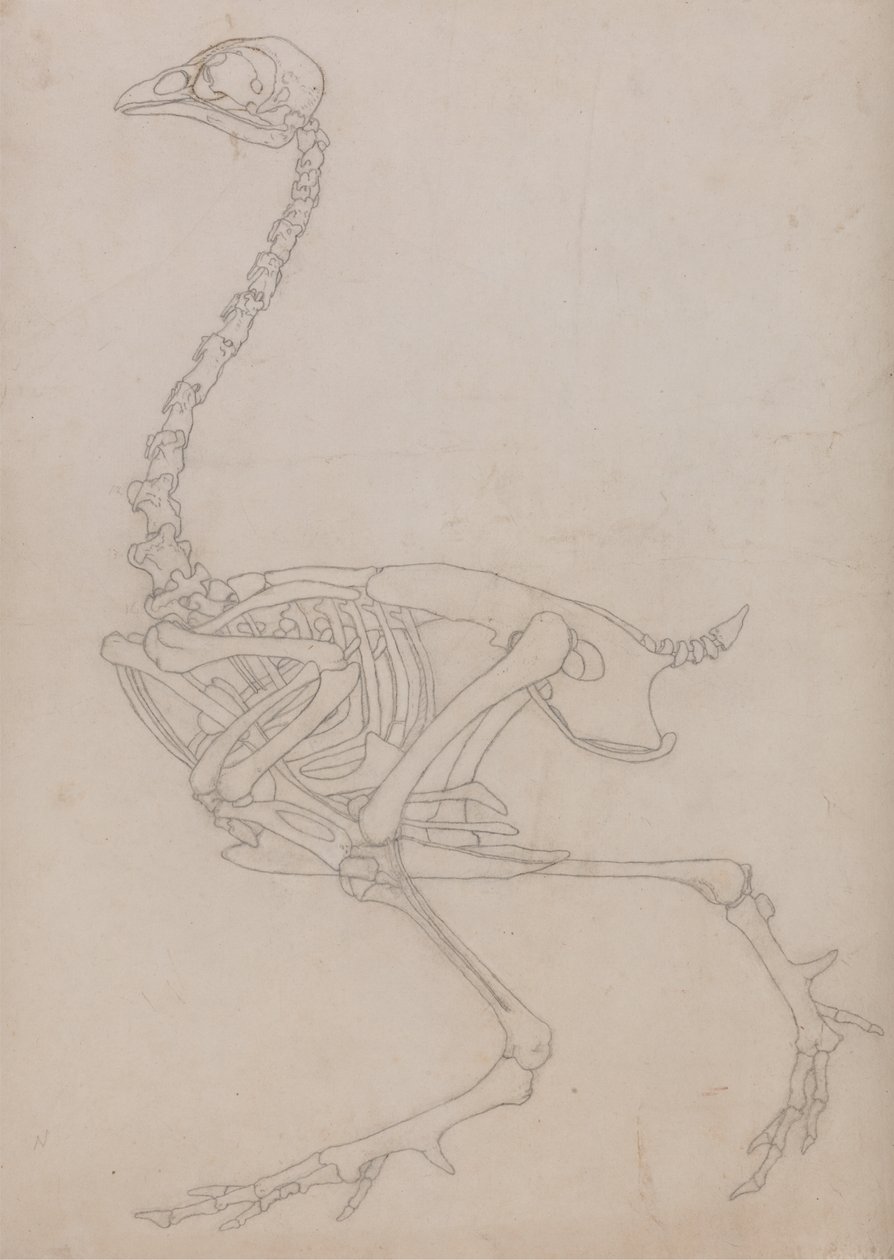 Study of a Fowl, Lateral View, from A Comparative Anatomical Exposition of the Structure of the Human Body with that of a Tiger and a Common Fowl by George Stubbs