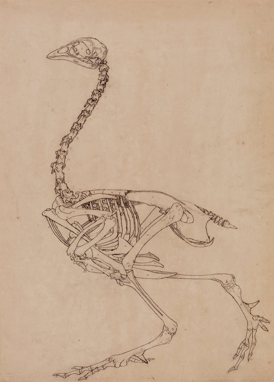 Study of a Fowl, Lateral View, from A Comparative Anatomical Exposition of the Structure of the Human Body with that of a Tiger and a Common Fowl by George Stubbs